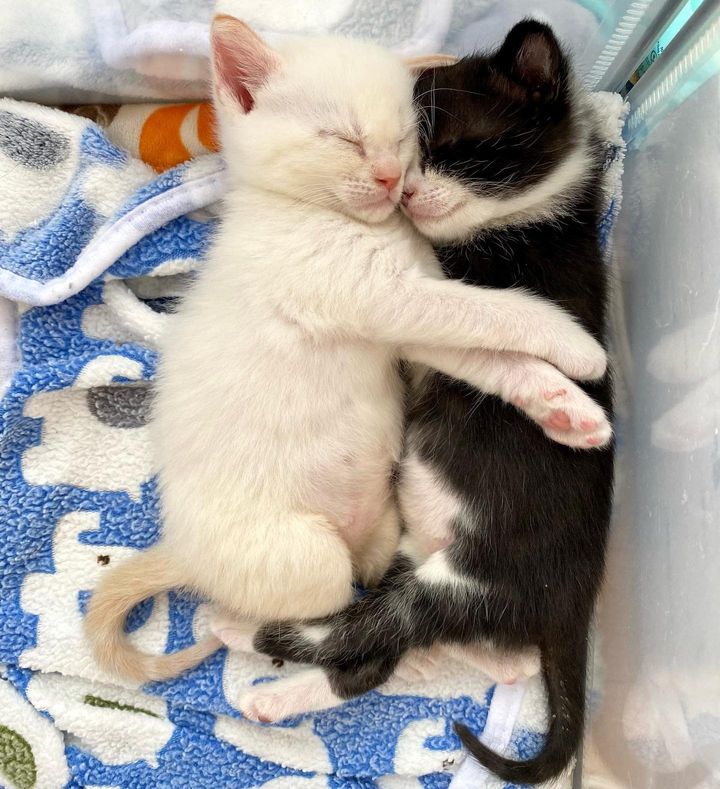 sleeping snuggling kittens